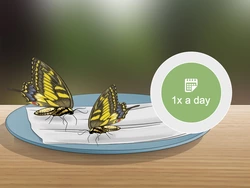 Crea mangiatoie per farfalle
